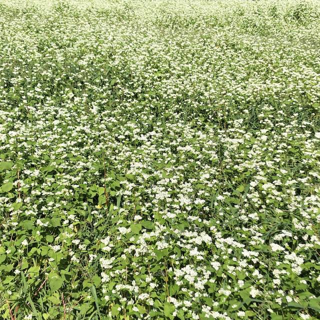 白川郷の集落に咲いていた蕎麦の花