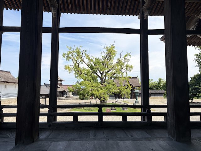 勝興寺本堂の柱越しに眺めた「実ならずの銀杏」