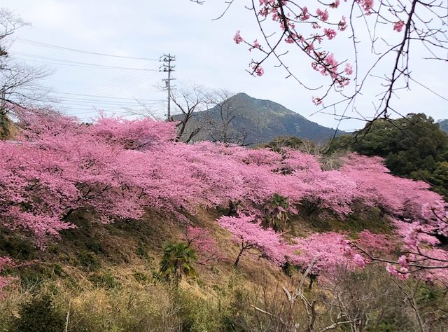 満開の河津桜