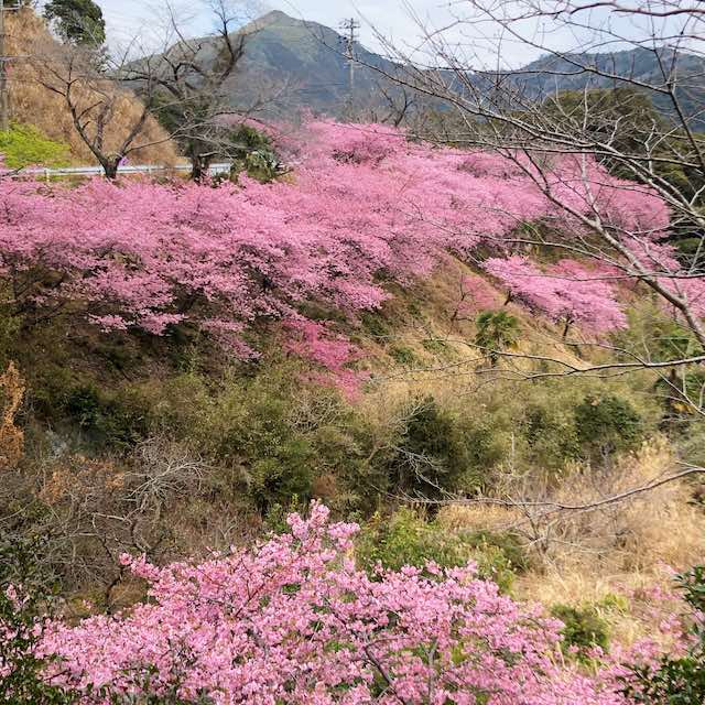 偶然見かけた河津桜の名所