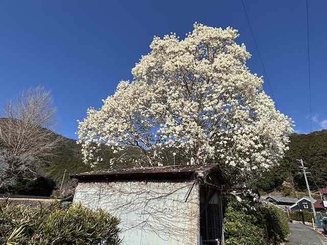 南伊勢町で偶然見かけた木蓮の大木
