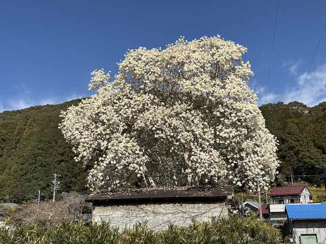 南伊勢町で見かけた大きなモクレン