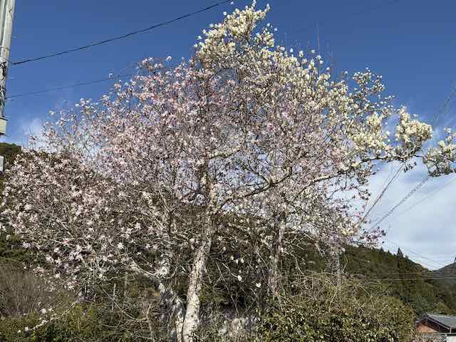南伊勢町で見かけたこぶしの花
