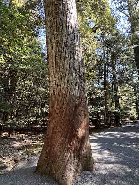 ねじれ杉の幹の様子（瀧原宮参道）