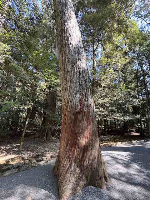 参道中央に立つねじれ杉