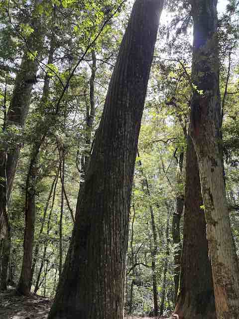 瀧原宮のねじれた杉の木（参道より右）