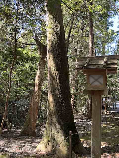 瀧原宮のねじれた杉の木（参道脇）