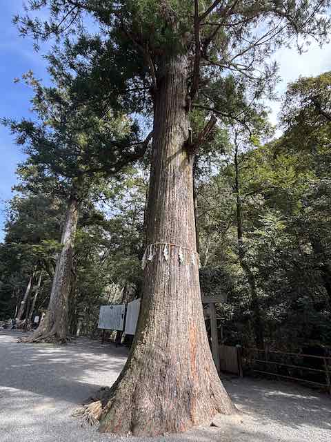 頭之宮四方神社の御神木の杉
