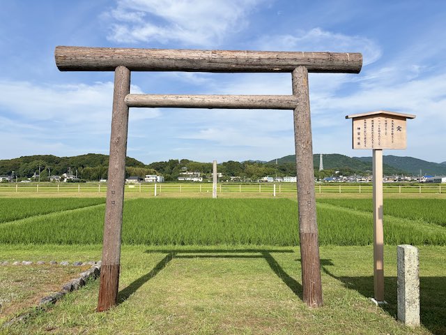 真夏の伊雑宮の御神田と田植え後の青々とした稲(2026年)