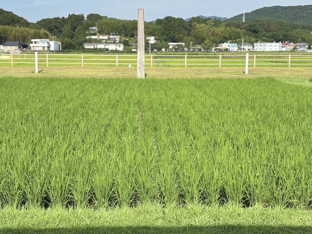 真夏に青々と育つ伊雑宮の御神田の稲