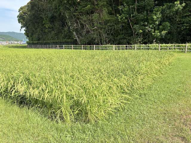 伊雑宮の御神田で実り始めた稲穂