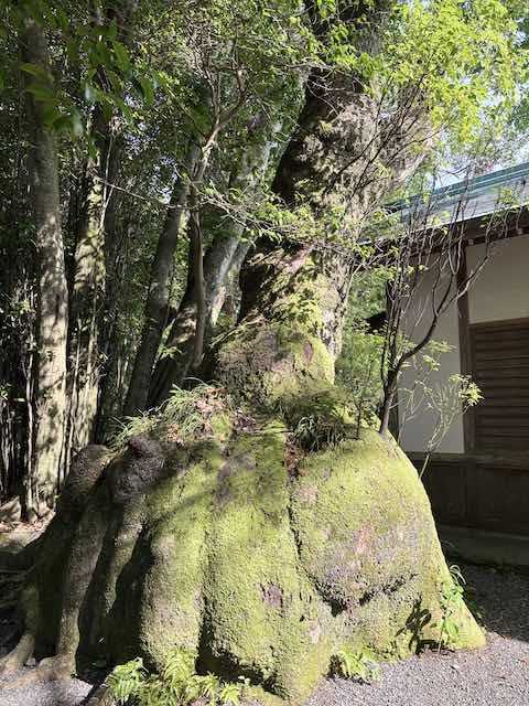 樹齢700年を超える伊雑宮の巾着楠