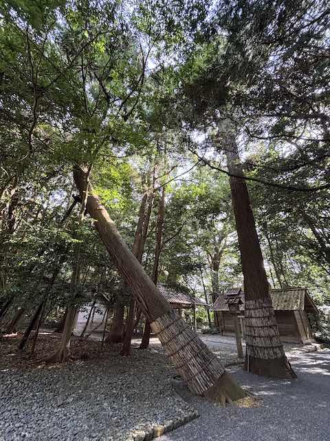大きく傾いて育つ伊雑宮の夫婦杉
