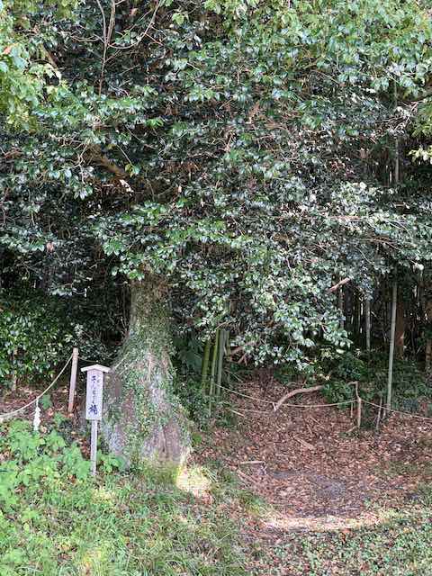 千田のきんちゃく楠