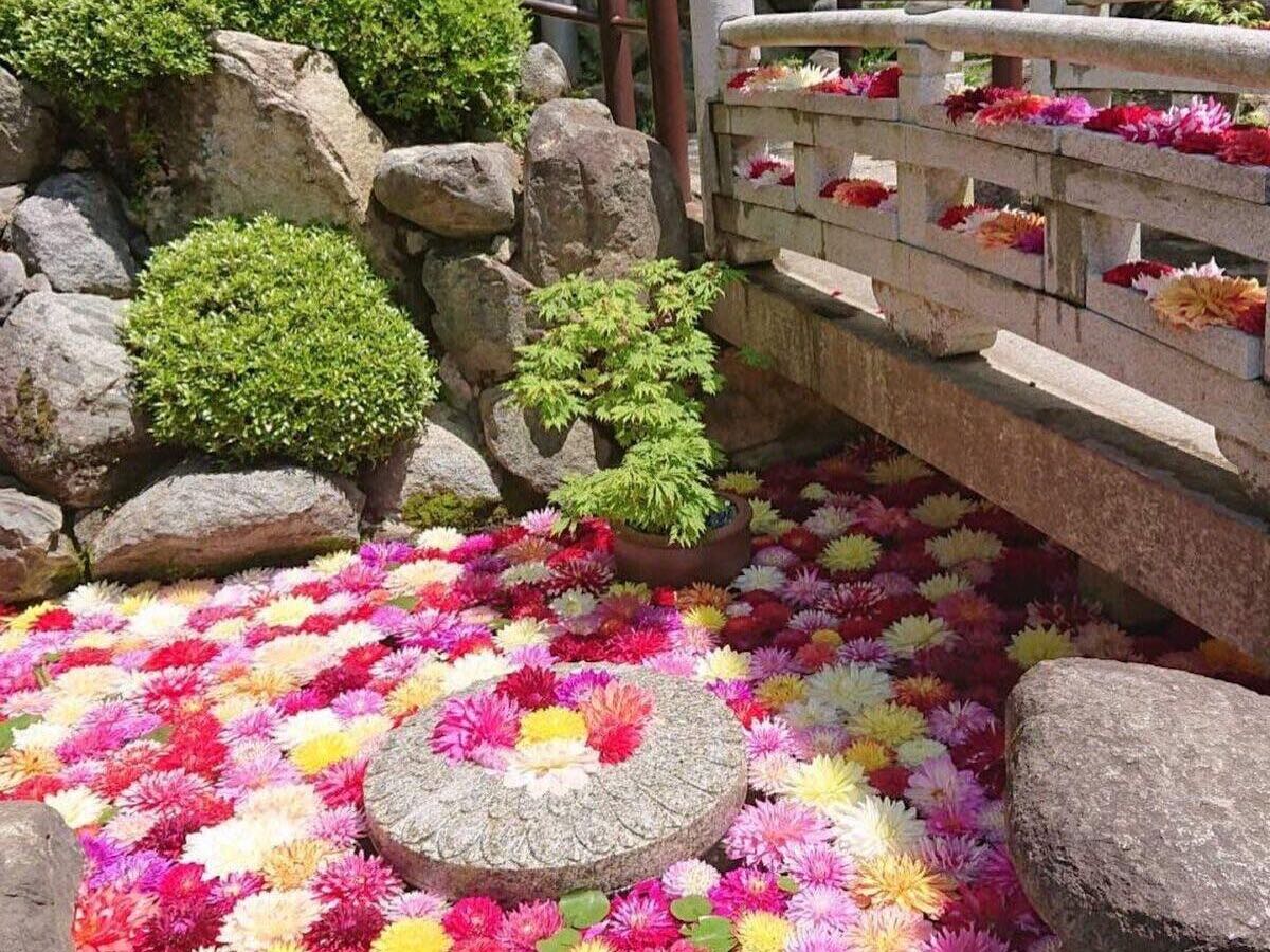 岡寺「華の池」に浮かぶ色とりどりのダリア