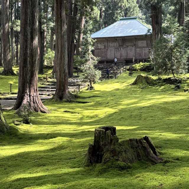 夏の日差しに照らされた平泉寺白山神社の苔