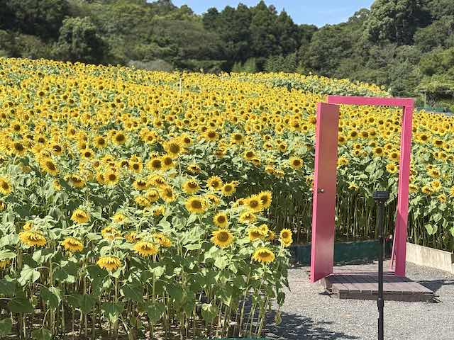ひまわり畑に設置されたピンクのどこでもドア