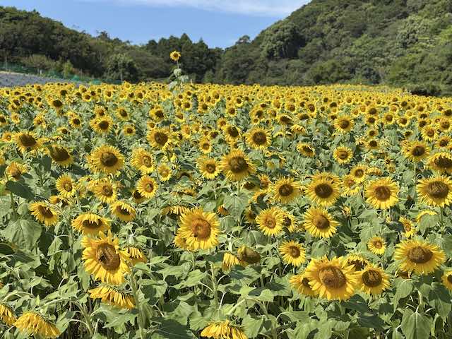 志摩市観光農園に咲くひまわり畑