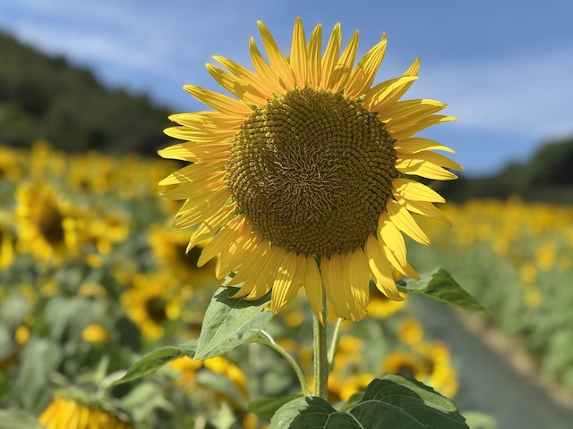 夏空に咲くひまわり