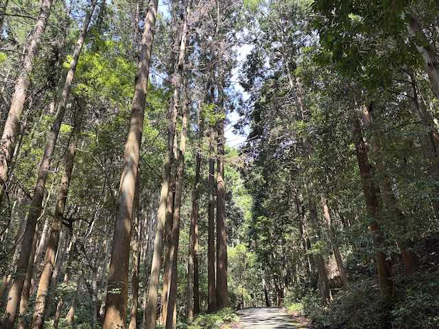 天の岩戸へ続く杉林の参道