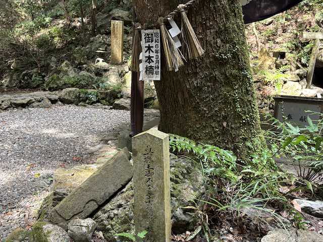 御木本幸吉が植樹した御木本楠