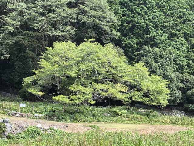 夏の緑に包まれた樹齢400年の大島桜