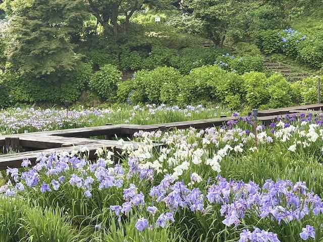 卯辰山 花菖蒲園の木道と花菖蒲