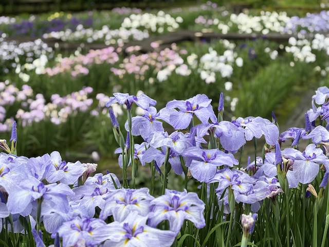 卯辰山 花菖蒲園の花菖蒲