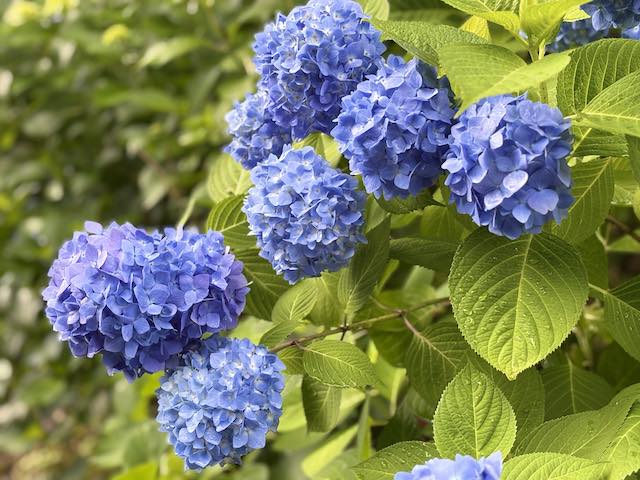 卯辰山花菖蒲園に咲く紫陽花