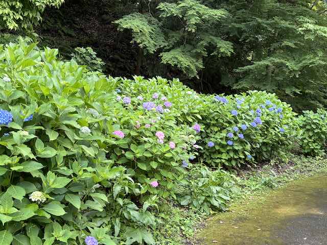 卯辰山 花菖蒲園の紫陽花