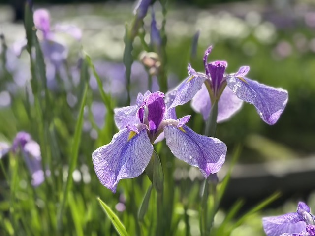 卯辰山 花菖蒲園で散水の水滴がついた花菖蒲