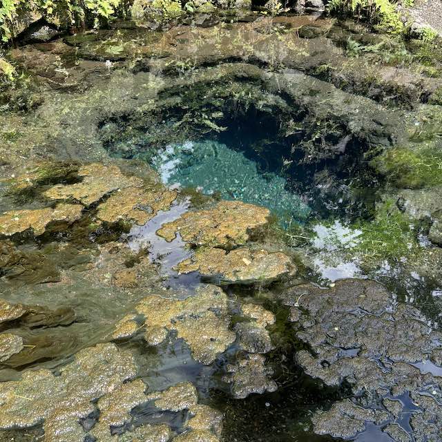 忍野八海の水中まで見える透明な水