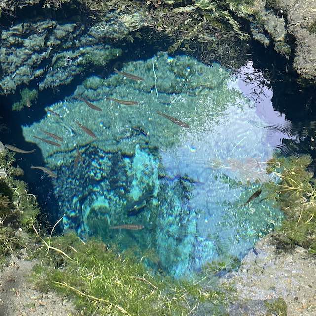 忍野八海の美しい池と水の透明度