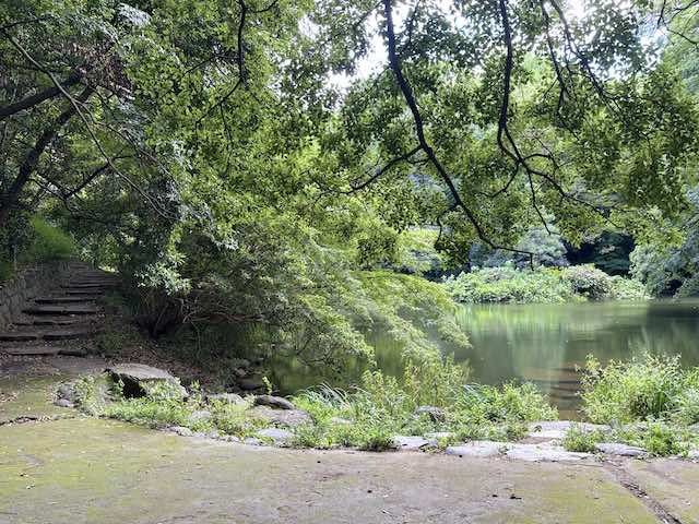 緑の木々に囲まれた東京大学三四郎池