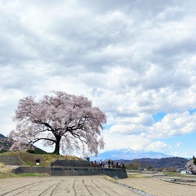 右手奥にうっすら見える八ヶ岳とわに塚の桜