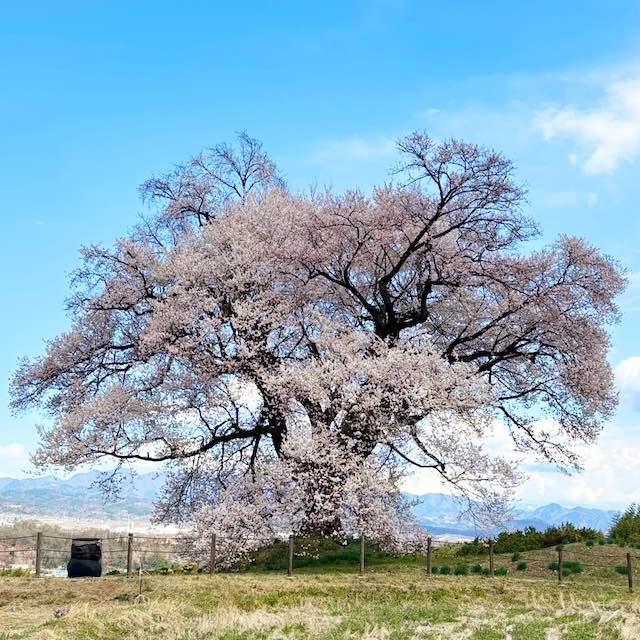 横から撮影のわに塚の桜