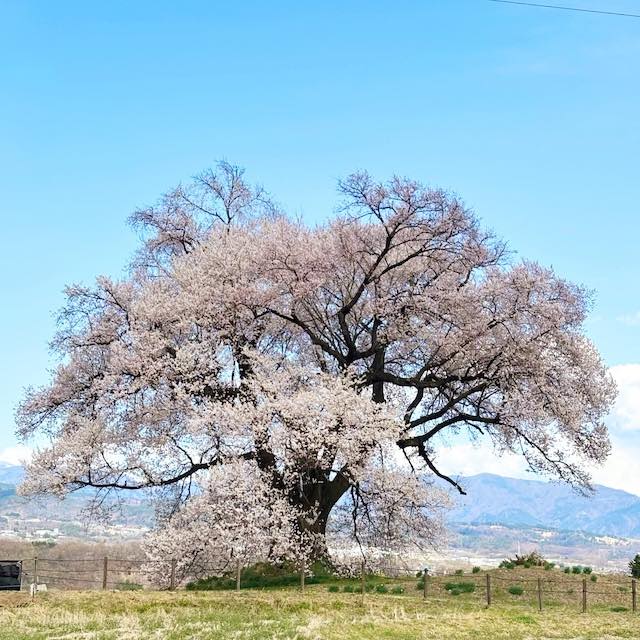 見頃のわに塚の桜