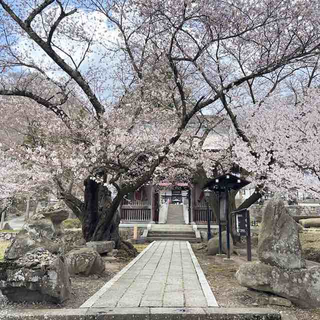 桜が咲く岩松院の境内と参道