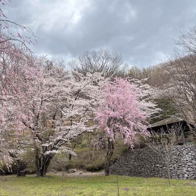 岩松院から浄光寺へ向かう途中に咲く桜