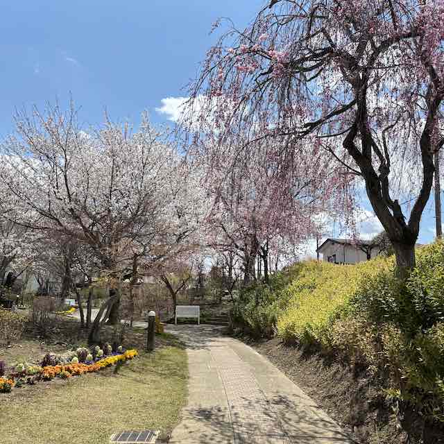 おぶせミュージアム・中島千波館前の桜と庭