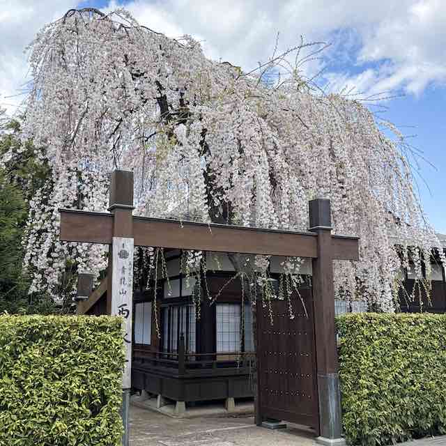 西永寺に咲く大きなしだれ桜