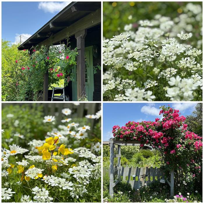 吉田地区で見かけた、オープンガーデン