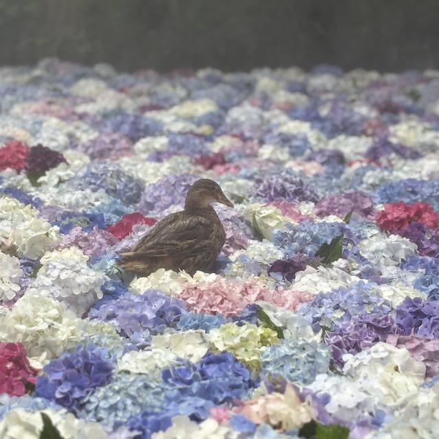 雨引観音の水中華であじさいに囲まれた鴨