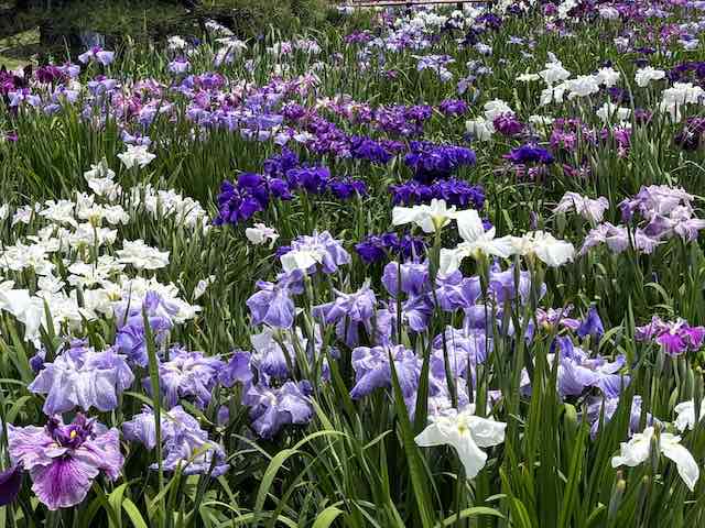 堀切菖蒲園のはなしょうぶ