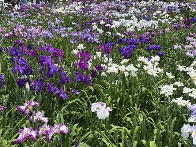 堀切菖蒲園の花菖蒲