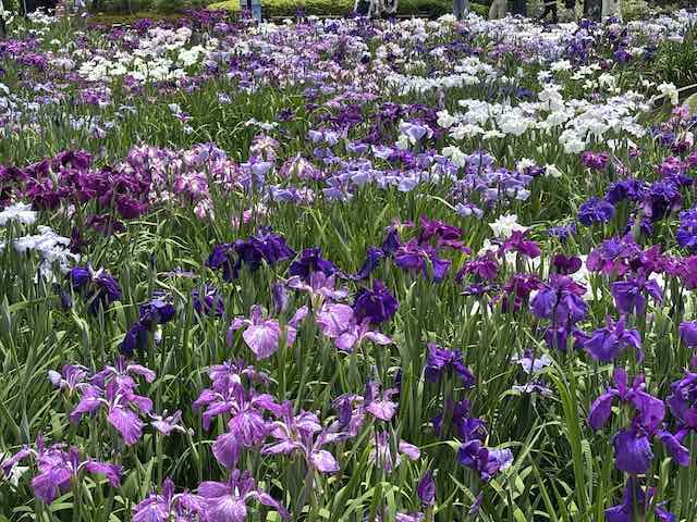 堀切菖蒲園の見頃の花菖蒲