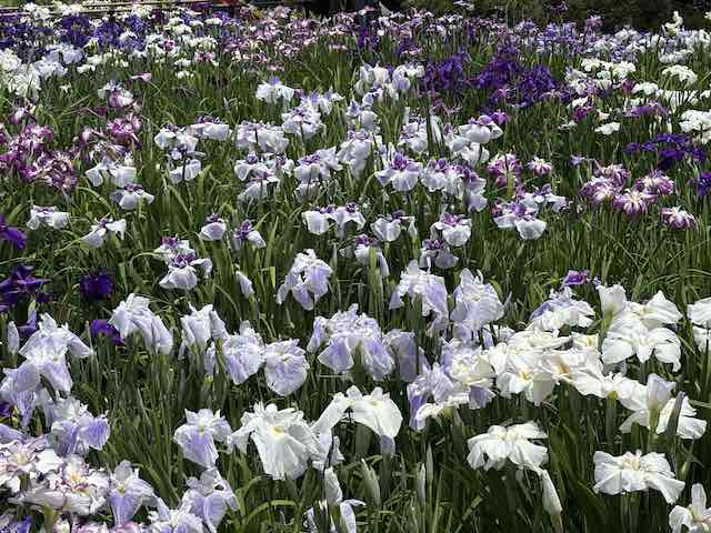 堀切菖蒲園の花菖蒲の見頃