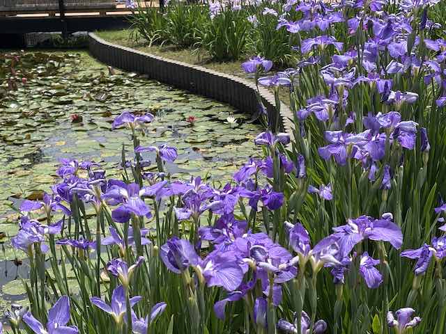 堀切花菖蒲園の花菖蒲と睡蓮