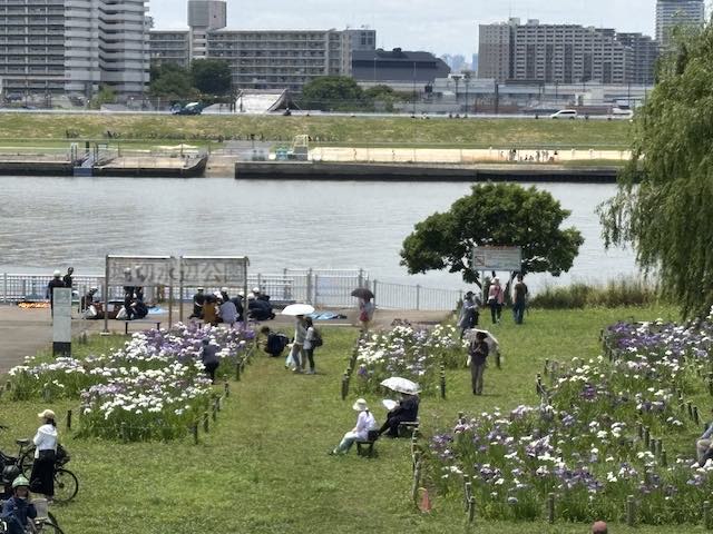 堀切水辺公園の花菖蒲の景色