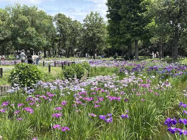 水元公園のはなしょうぶ園の風景